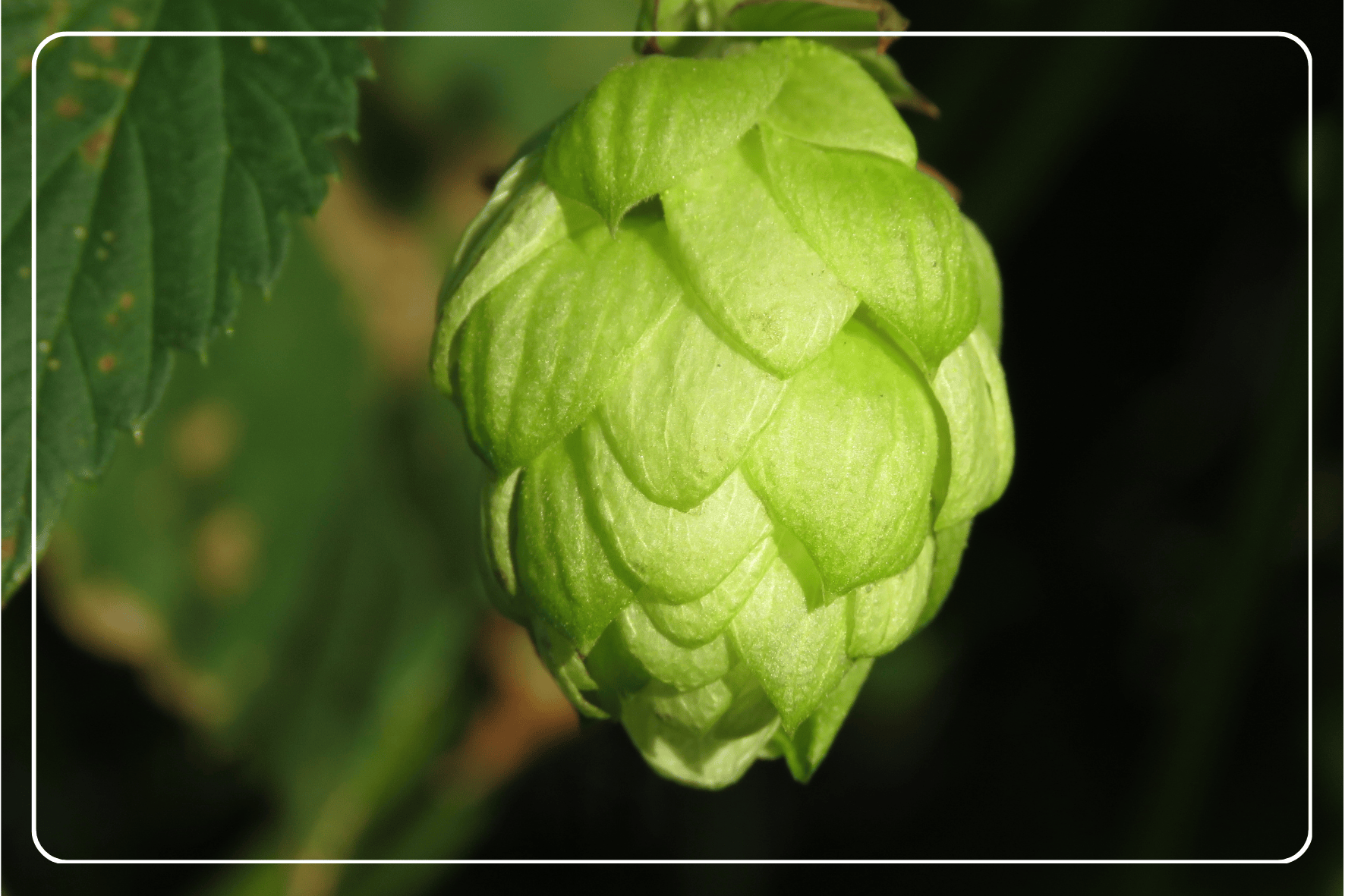 Hopfenwochen